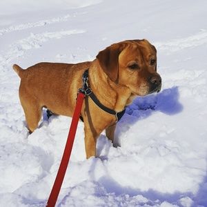 Meet your Posher, Danya